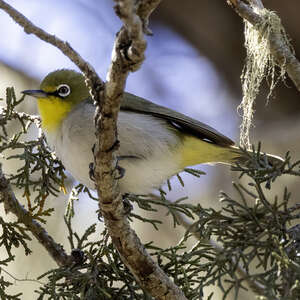 Zostérops de Socotra