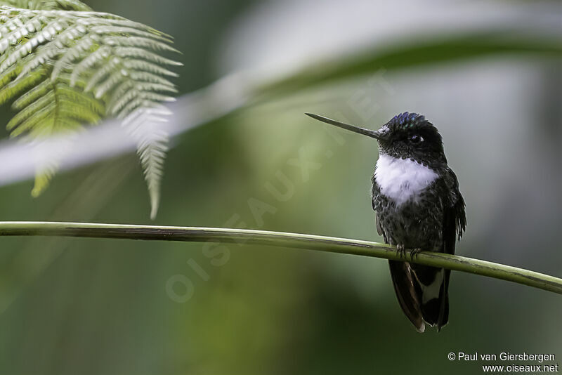 Collared Incaadult