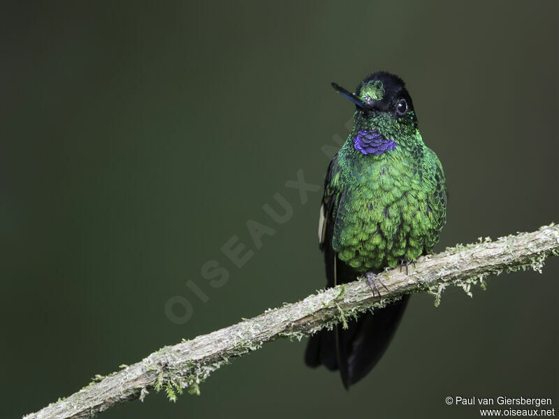 Buff-winged Starfrontlet male adult