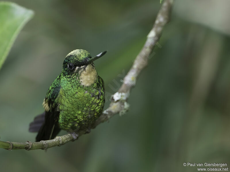 Buff-winged Starfrontlet