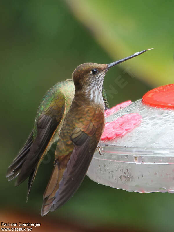 Bronzy Incaadult, identification