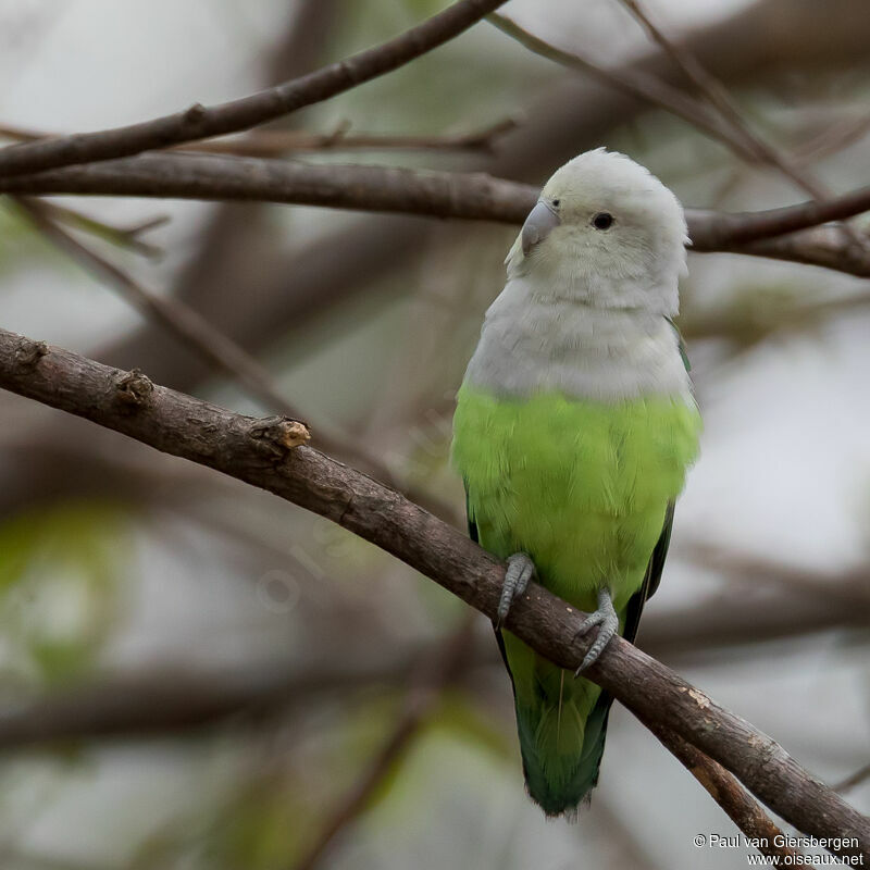 Grey-headed Lovebird male adult