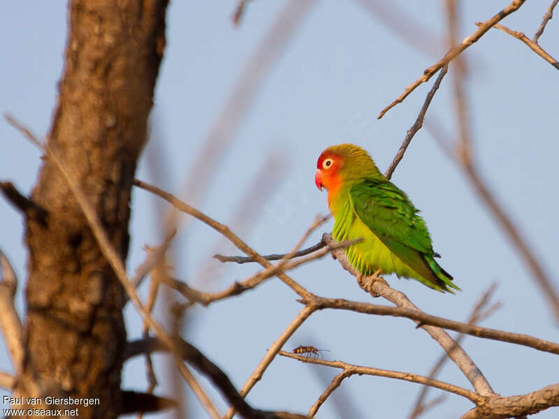 Lilian's Lovebirdadult, identification