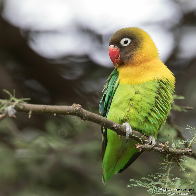 Yellow-collared Lovebirdadult