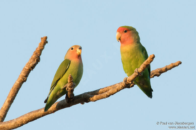 Rosy-faced Lovebird