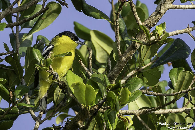 Marshall's Iora male adult