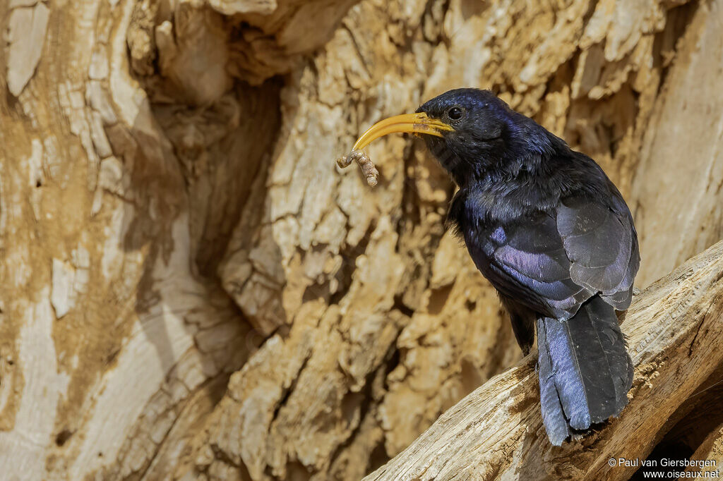 Abyssinian Scimitarbill