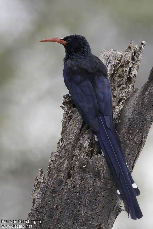 Grant's Wood Hoopoeadult, identification