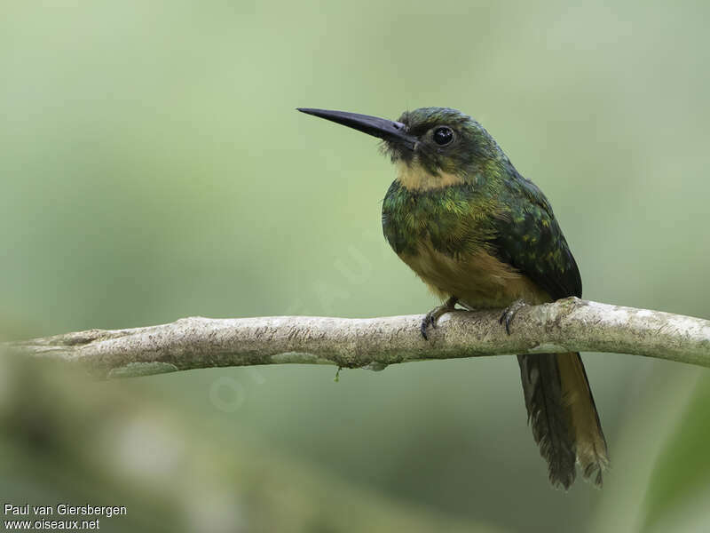 Jacamar à queue rousse femelle adulte, pigmentation