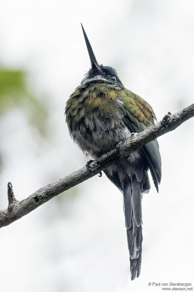 Jacamar à ventre blancadulte