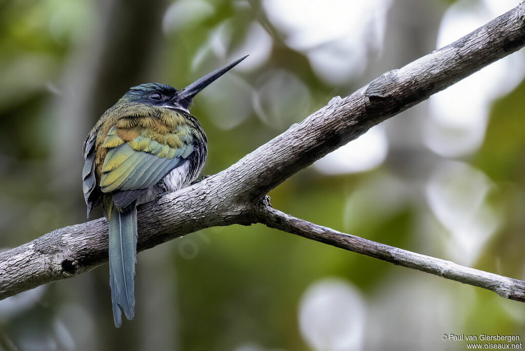 Jacamar à ventre blancadulte