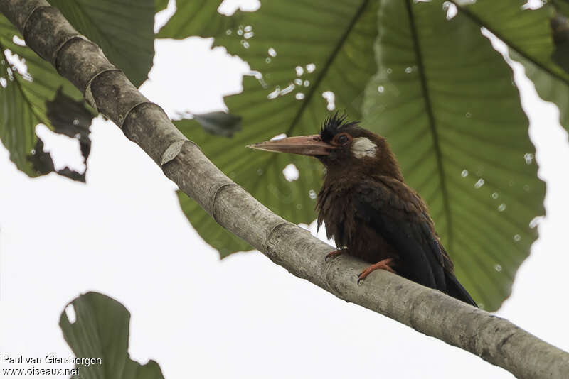 Jacamar oreillardadulte, identification