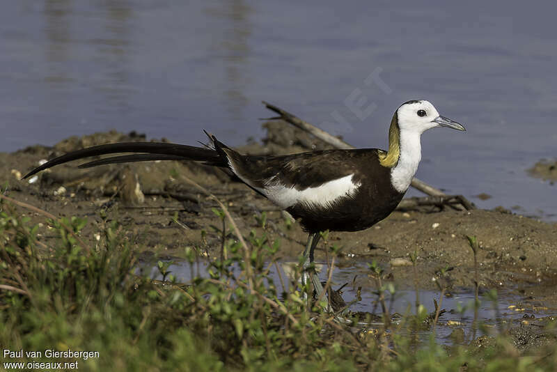 Pheasant-tailed Jacana male adult breeding