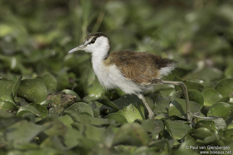 Jacana à poitrine doréejuvénile