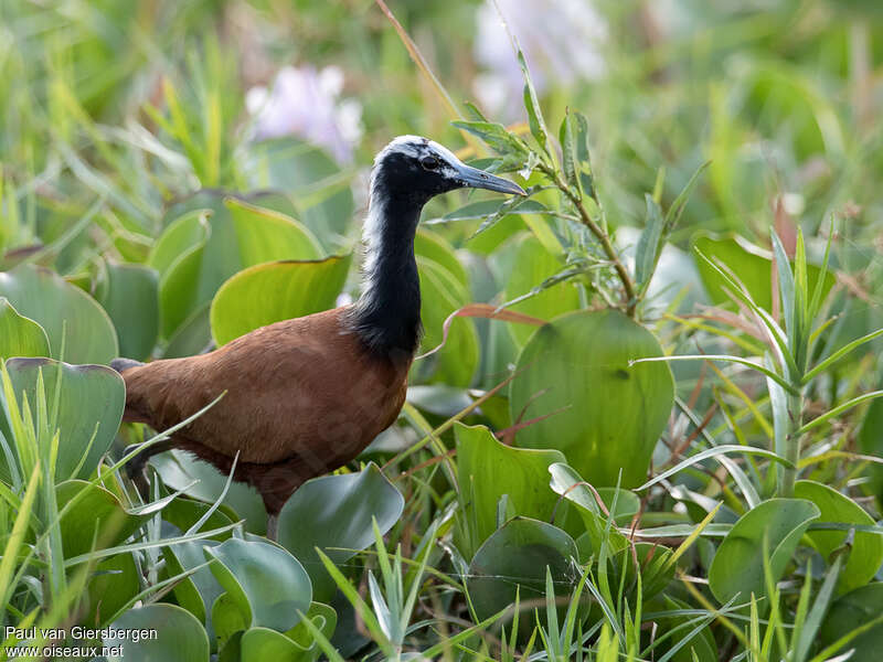 Madagascar Jacanaadult, identification