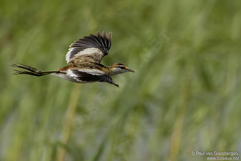 Jacana nainadulte