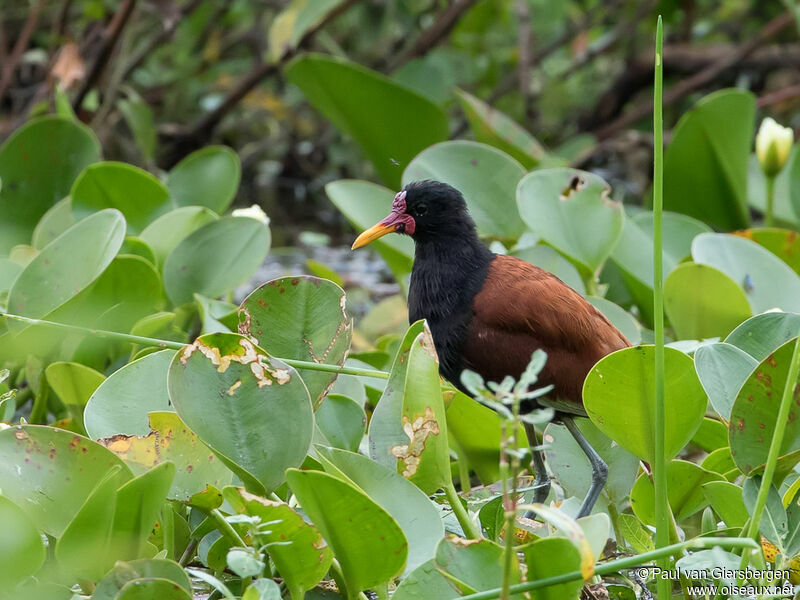 Jacana noir