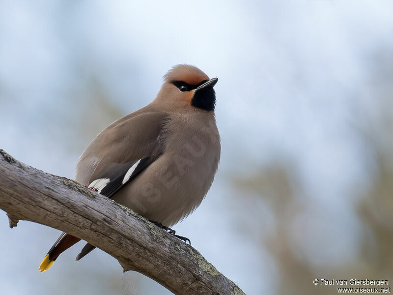 Bohemian Waxwingadult