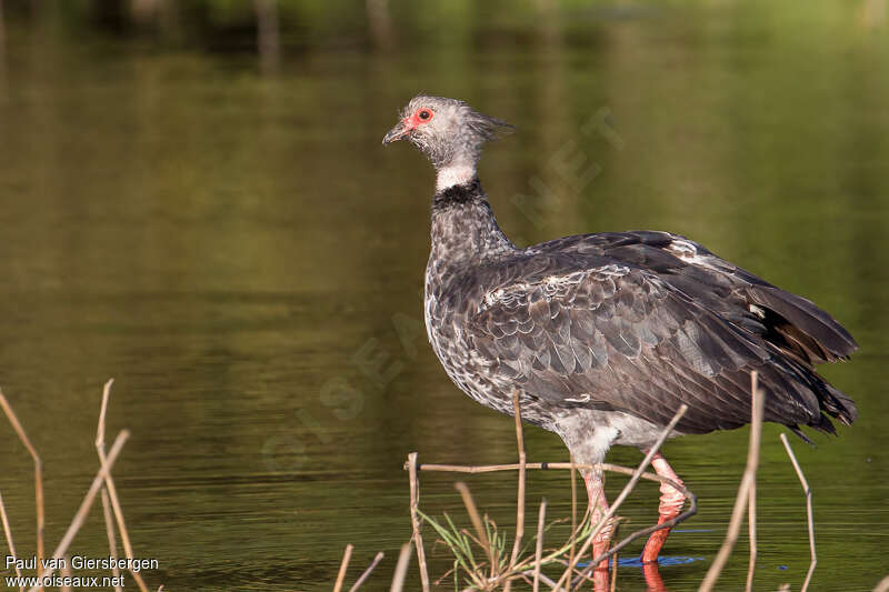 Southern Screameradult, identification