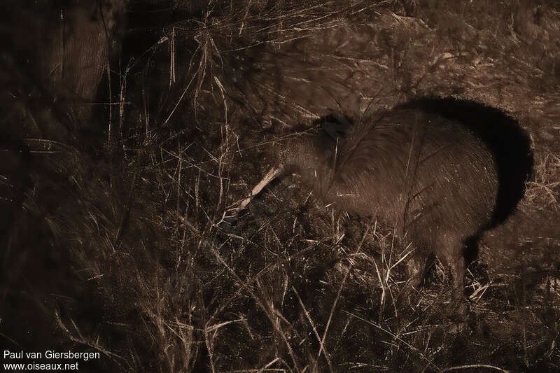 North Island Brown Kiwiadult