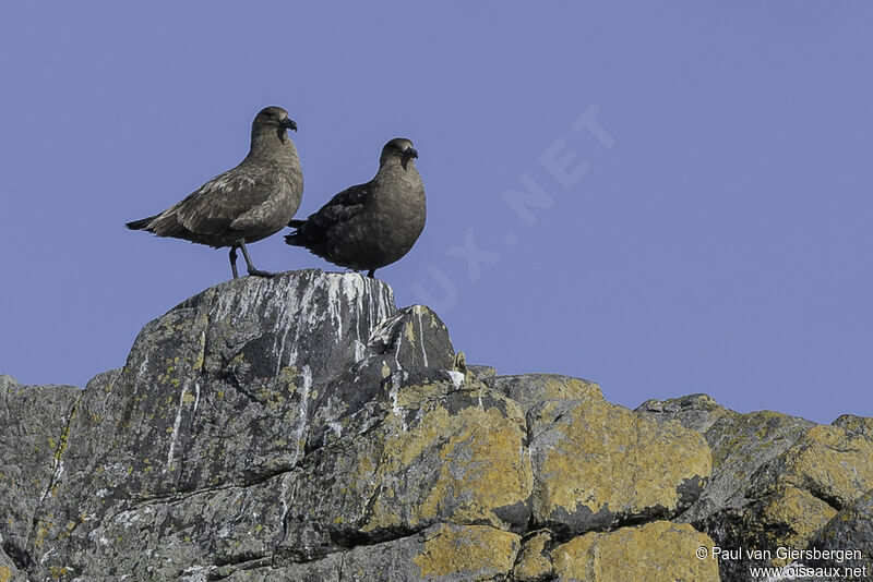 Brown Skuaadult