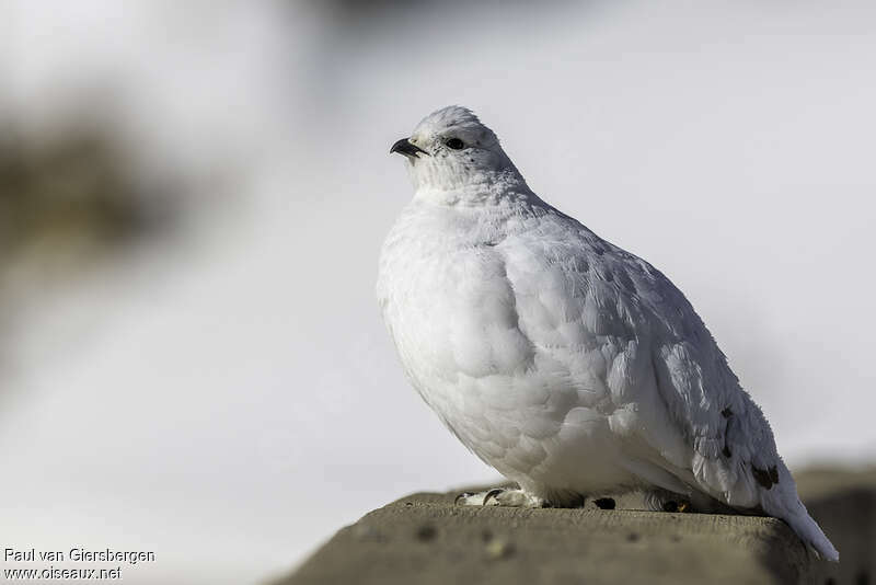 White-tailed Ptarmiganadult