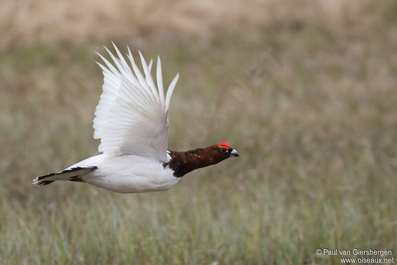 Willow Ptarmigan male adult transition