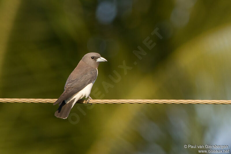 White-breasted Woodswallowadult