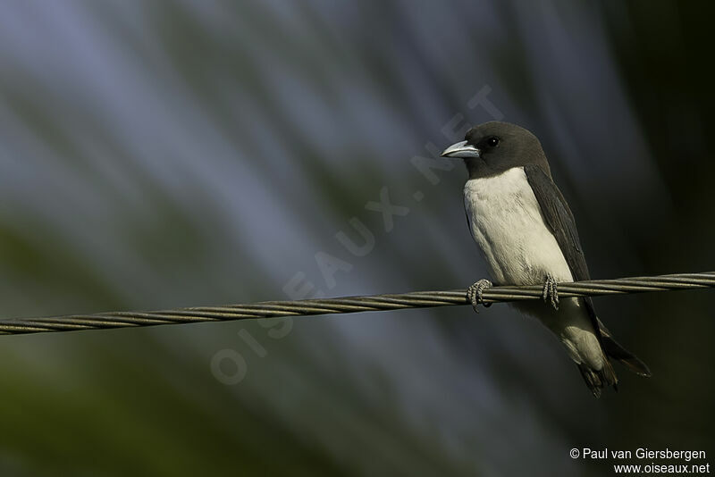 White-breasted Woodswallowadult