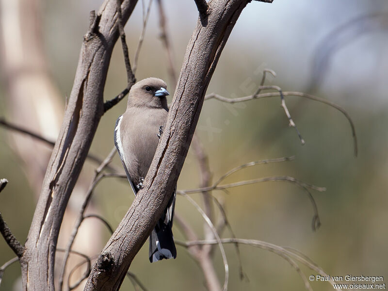 Dusky Woodswallow