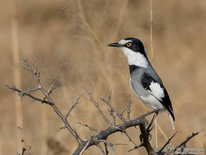 White-tailed Shrike