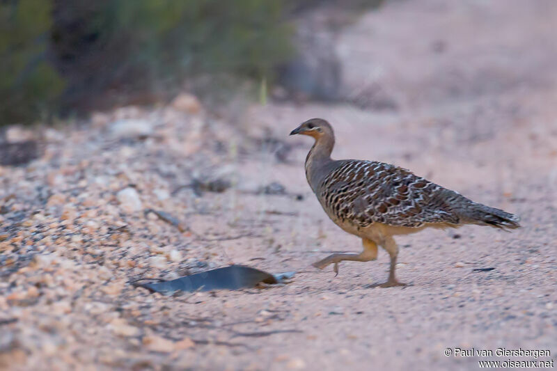 Malleefowladult, identification