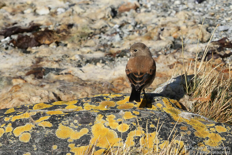 Austral Negrito female adult