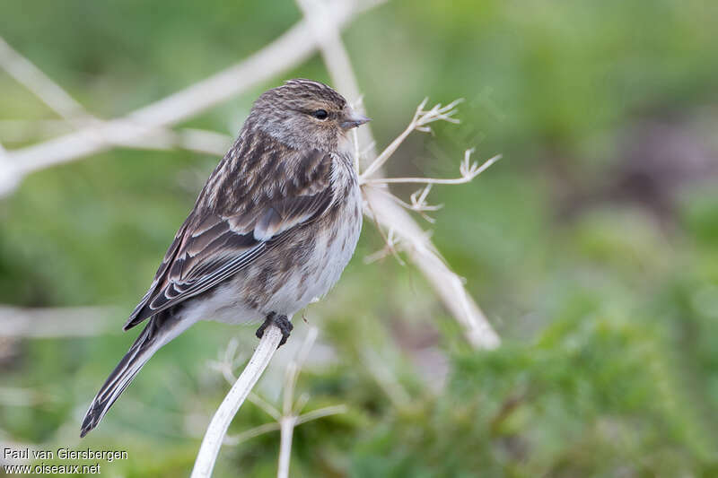 Twite male adult, identification