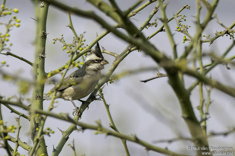 Black-crested Finchadult