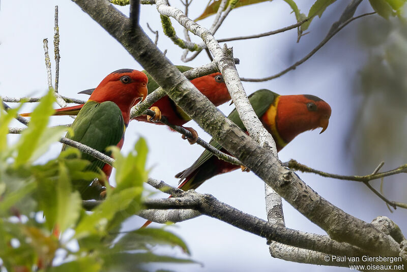 Duchess Lorikeetadult