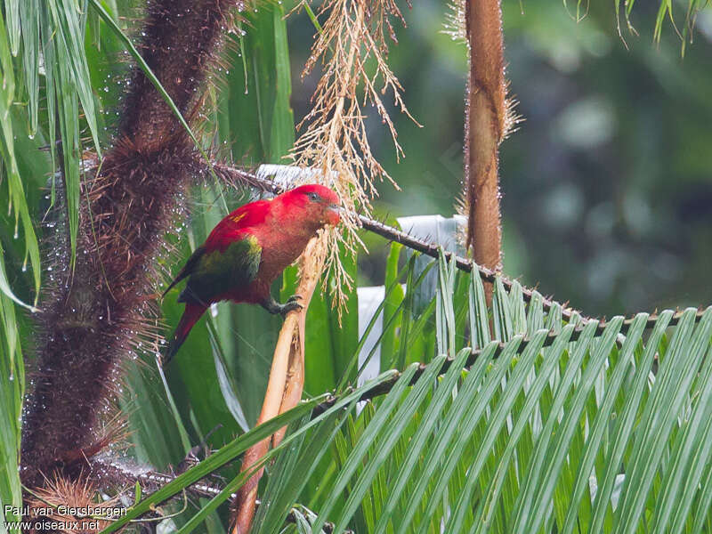 Chattering Loryadult, habitat