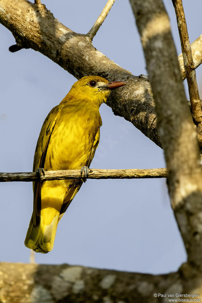 White-lored Orioleadult