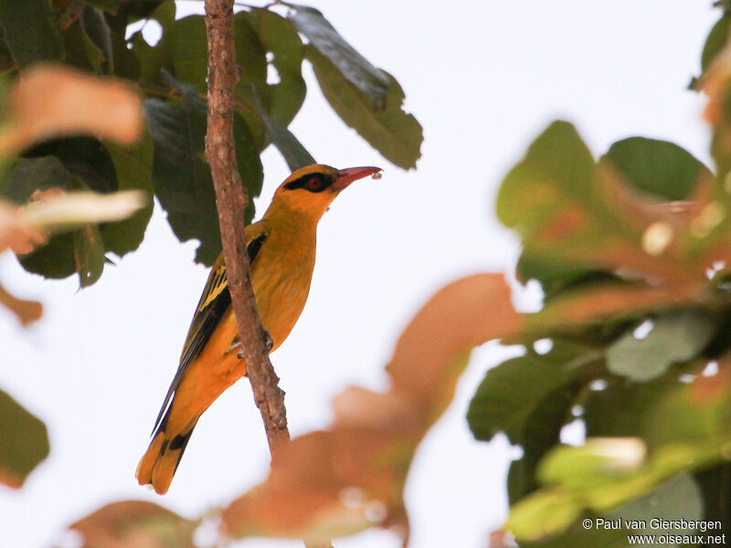 African Golden Oriole