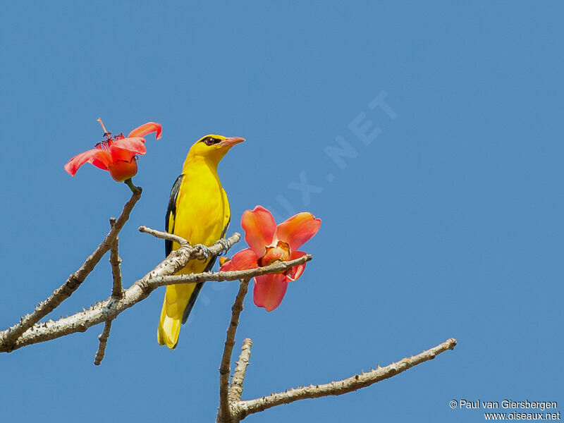 Indian Golden Oriole