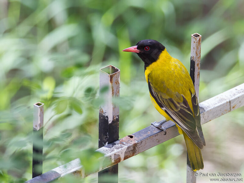 Black-headed Oriole