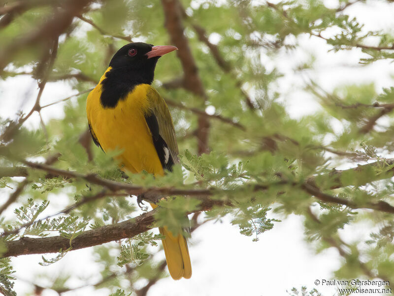 Black-headed Orioleadult