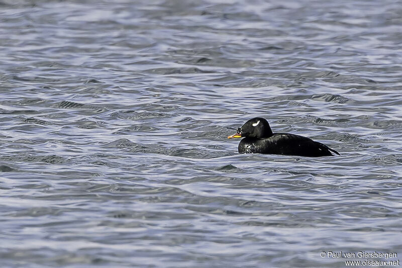 Stejneger's Scoter male adult