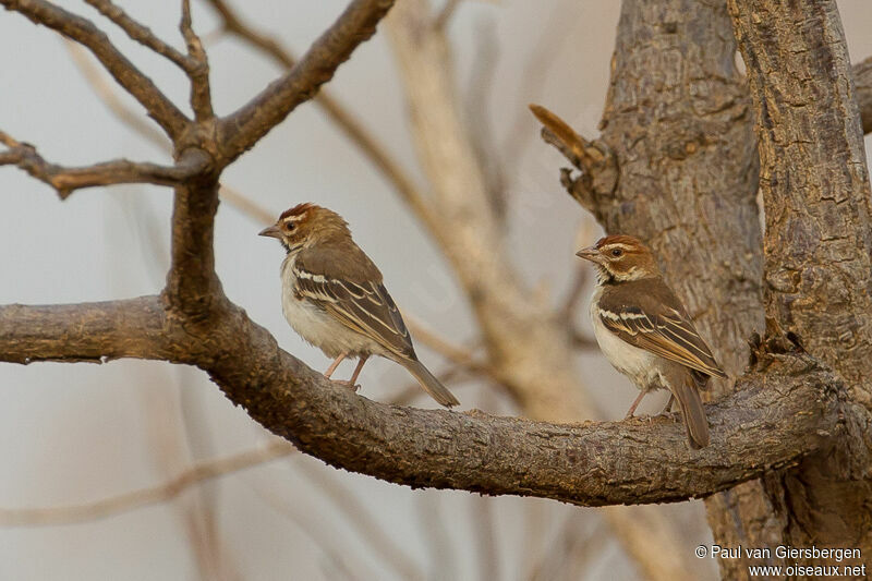 Chestnut-crowned Sparrow-Weaver