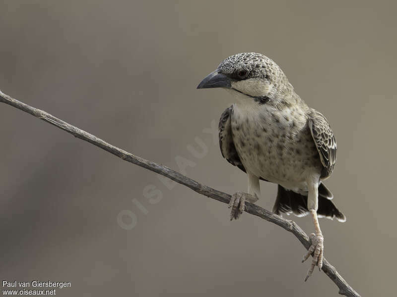 Donaldson Smith's Sparrow-Weaveradult, close-up portrait