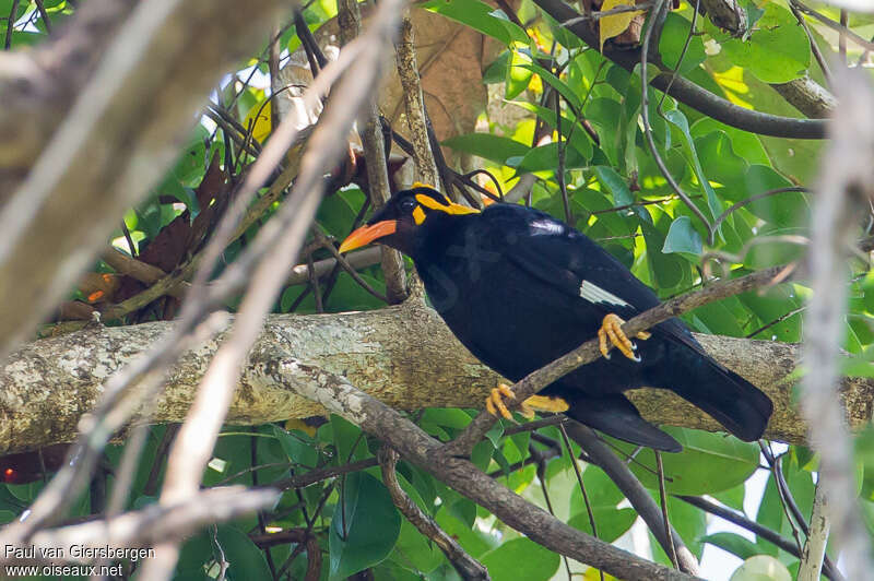 Southern Hill Mynaadult, identification