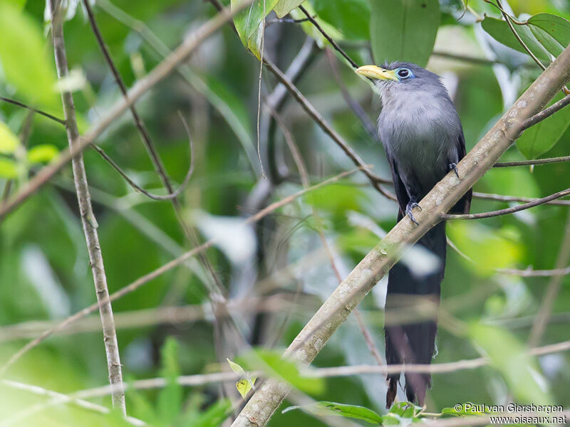 Blue Malkoha