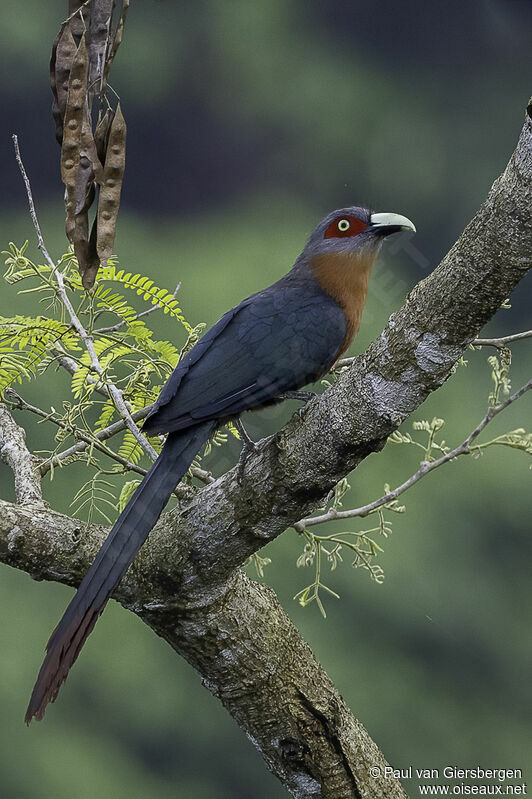 Chestnut-breasted Malkohaadult