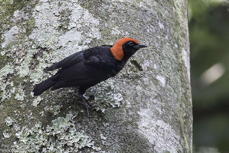 Malimbe à tête rougeadulte, identification