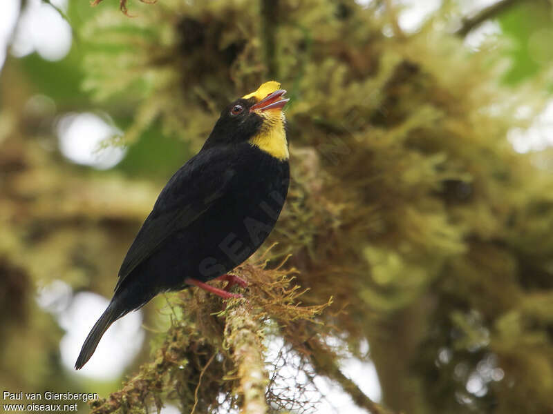 Manakin à ailes d'or